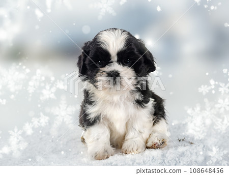 puppy shih tzu puppy shih tzu 108648456