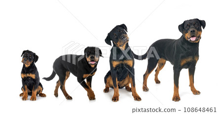 rottweilers in studio 108648461