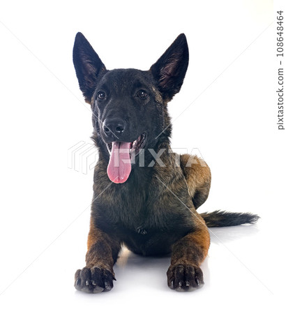 puppy malinois in studio 108648464