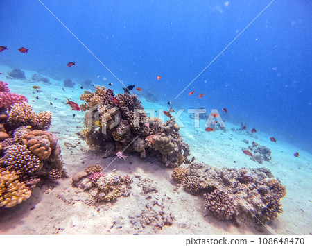 Underwater life of reef with corals, shoal of Lyretail anthias (Pseudanthias squamipinnis) and other kinds of tropical fish. Coral Reef at the Red Sea, Egypt. Underwater life of reef with corals, shoal of Lyretail anthias (Pseudanthias squamipinnis) and other kinds of tropical fish. Coral Reef at the Red Sea, Egypt. 108648470