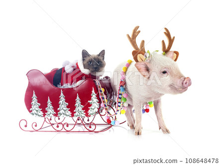 miniature pig and cat for christmas 108648478