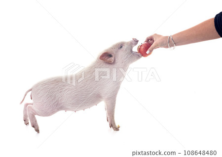 miniature pig in studio miniature pig in studio 108648480