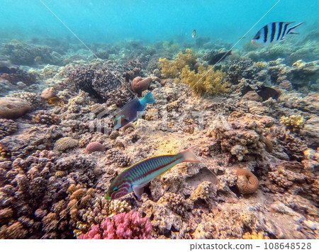 Klunzinger's wrasse (Thalassoma rueppellii) at coral reef of the Red Sea.. 108648528