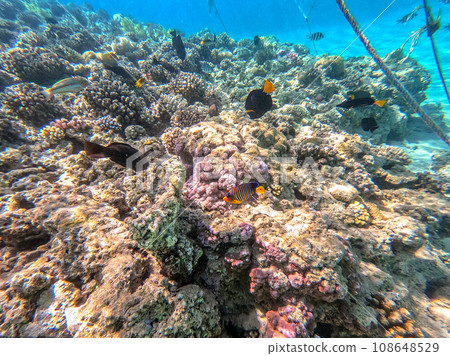 Shoal of differend kinds of the fish - sailfin tang, Longnose Parrotfish, Picasso trigger, Birdmouth wrasse, Klunzinger's wrasse and other tropical fish swimming at the coral reef in the Red Sea, Shoal of differend kinds of the fish - sailfin tang, Longnose Parrotfish, Picasso trigger, Birdmouth wrasse, Klunzinger's wrasse and other tropical fish swimming at the coral reef in the Red Sea, 108648529