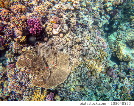 Underwater life of reef with corals and tropical fish. Coral Reef at the Red Sea, Egypt. Underwater life of reef with corals and tropical fish. Coral Reef at the Red Sea, Egypt. 108648533