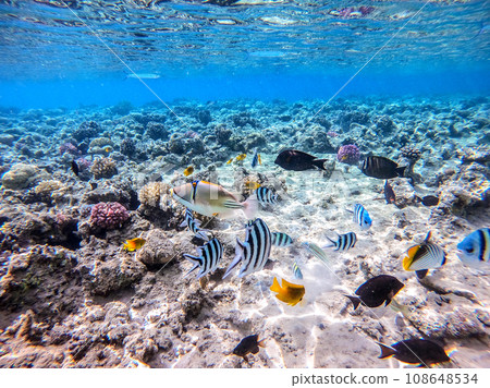 Shoal of differend kinds of the fish - sailfin tang, Longnose Parrotfish, Picasso trigger, Birdmouth wrasse, Klunzinger's wrasse and other tropical fish swimming at the coral reef in the Red Sea, Shoal of differend kinds of the fish - sailfin tang, Longnose Parrotfish, Picasso trigger, Birdmouth wrasse, Klunzinger's wrasse and other tropical fish swimming at the coral reef in the Red Sea, 108648534