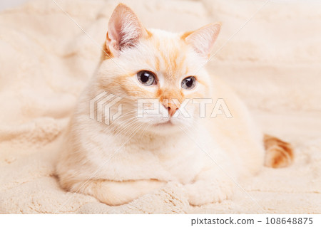 Cute mixed breed blue eyes cat on beige plaid. Pets care and welfare concept. Cute mixed breed blue eyes cat on beige plaid. Pets care and welfare concept. 108648875
