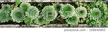 Macro shot of green succulents houseleek. Long banner, wallpaper. Macro shot of green succulents houseleek. Long banner, wallpaper. 108648903