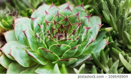 Macro shot of green succulents houseleek 108648904
