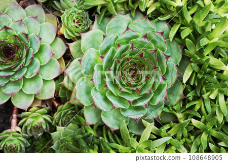 Macro shot of green succulents houseleek Macro shot of green succulents houseleek 108648905