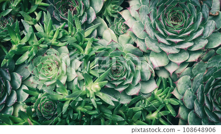 Macro shot of green succulents houseleek Macro shot of green succulents houseleek 108648906