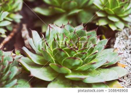 Macro shot of green succulents houseleek Macro shot of green succulents houseleek 108648908