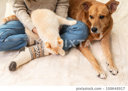 Festive socks on legs and cute mixed breed playful red dog and cat on carpet. 108648917