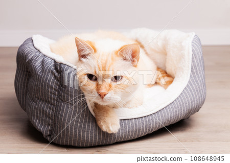 Cute funny beige cat in a textile basket bed on a wooden floor at home. 108648945