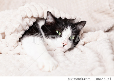 Black and white green eyes mixed breed cat under light beige plaid. Black and white green eyes mixed breed cat under light beige plaid. 108648951