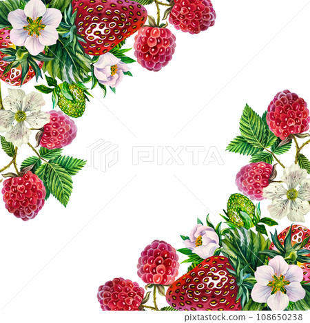 Berries. Frame with strawberries and raspberries. Hand-drawn watercolor illustration. For packaging, labels and textiles. For banners, prints, stickers, as well as seasonal postcards, flyers and menu 108650238