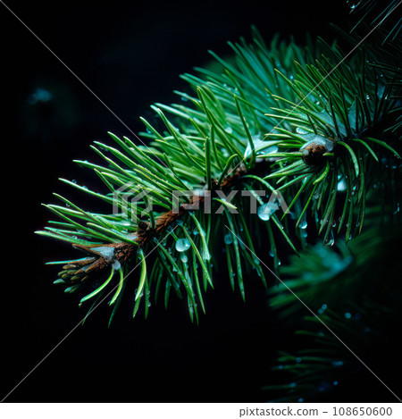 A closeup view of a Christmas fir tree frond or a green pine tree branch with snow on black background. A closeup view of a Christmas fir tree frond or a green pine tree branch with snow on black background. 108650600