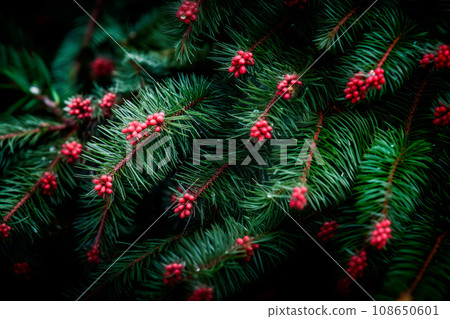 A close up view of a Christmas fir tree frond or a green pine tree branch with snow on black background. A close up view of a Christmas fir tree frond or a green pine tree branch with snow on black background. 108650601