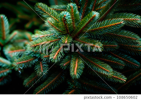 A close up view of a Christmas fir tree frond or a green pine tree branch with snow on black background. A close up view of a Christmas fir tree frond or a green pine tree branch with snow on black background. 108650602