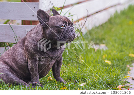 French bulldog sitting on the grass. Portrait of a brindle dog. Pet, animal. 108651866