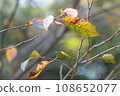 Autumn leaves 108652077