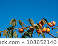 Persimmon nuts shining in the blue sky 108652140