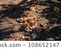 Chestnuts fallen to the ground 108652147