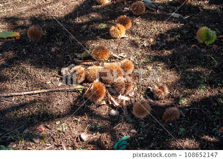 Chestnuts fallen to the ground Chestnuts fallen to the ground 108652147