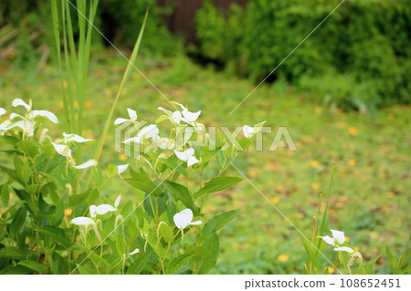 Hange秀花 108652451