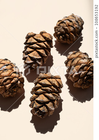 Cedar cones with pine nut minimalistic layout. 108653192