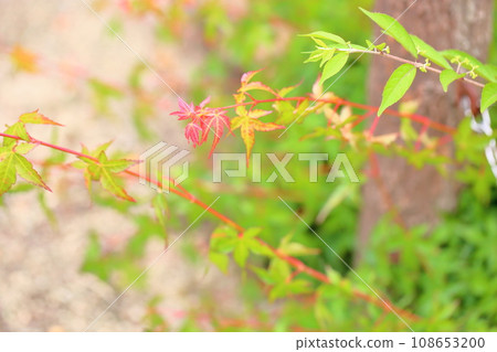 cute maple sprouts 108653200