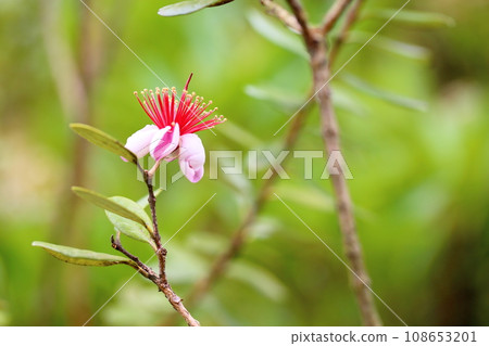 Feijoa的花 Feijoa的花 108653201