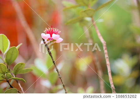 Feijoa的花 Feijoa的花 108653202