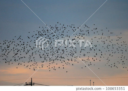 Flock of birds at sunset (starlings) Flock of birds at sunset (starlings) 108653351