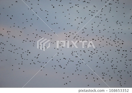 Flock of birds at sunset (starlings) 108653352