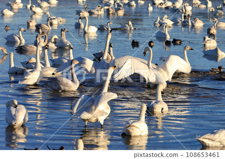 Flapping swan image Flapping swan image 108653461