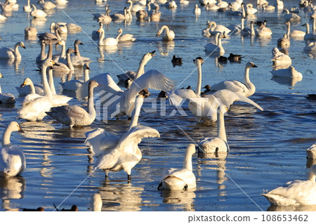 Flapping swan image Flapping swan image 108653462