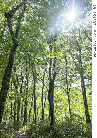 山毛櫸林(大山) 山毛櫸林(大山) 108653464