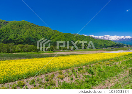 （長野縣）神誌郎油菜田附近的風景 108653584