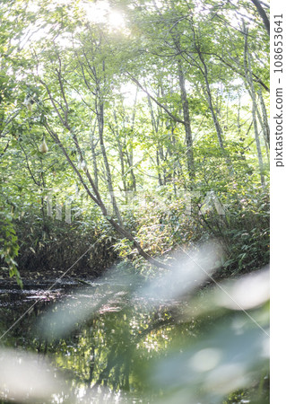 Beech forest (Mt. Daisen) Beech forest (Mt. Daisen) 108653641