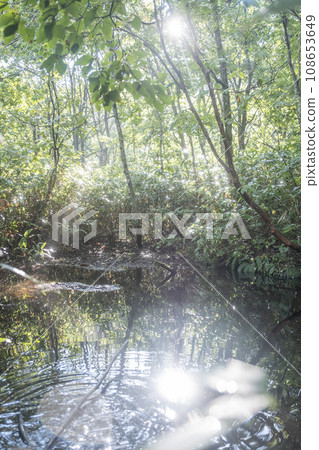Beech forest (Mt. Daisen) 108653649