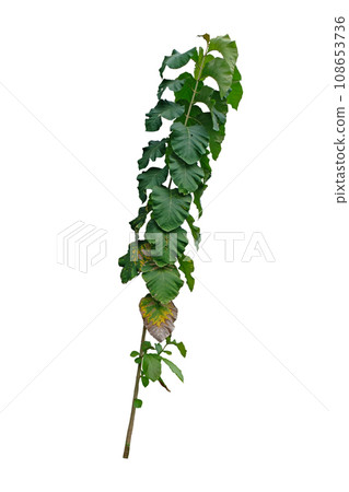 Young Teak, Tectona grandis L.f. Young Teak, Tectona grandis L.f. 108653736