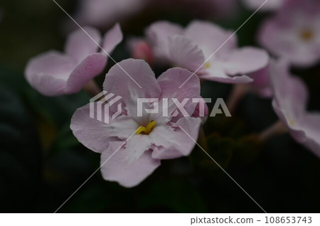 Rich in sweet scent of Luculia (Assamese cherry) Rich in sweet scent of Luculia (Assamese cherry) 108653743