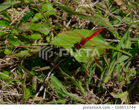 Odonataceae perched on a leaf♂ Odonataceae perched on a leaf♂ 108653744