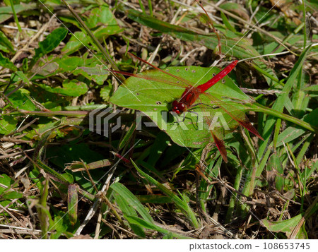 Odonataceae perched on a leaf♂ Odonataceae perched on a leaf♂ 108653745