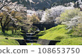 Idyllic rural natural scenery with cherry blossoms in full bloom (spring cherry blossoms blooming near the river) 108653750