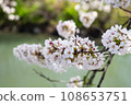 Natural scenery of cherry blossom petals in full bloom (spring cherry blossoms blooming near the river) 108653751