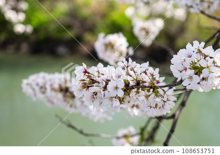 櫻花花瓣盛開的自然風光(春天的櫻花在河邊盛開) 櫻花花瓣盛開的自然風光(春天的櫻花在河邊盛開) 108653751