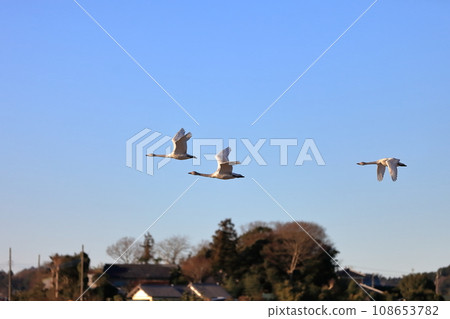 A flying swan A flying swan 108653782