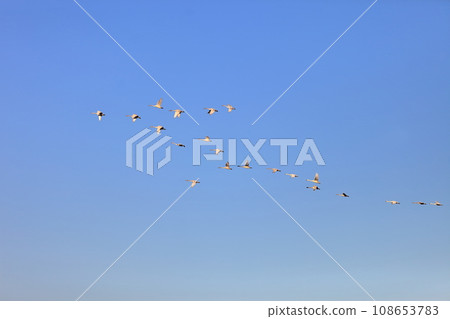 A flying swan 108653783